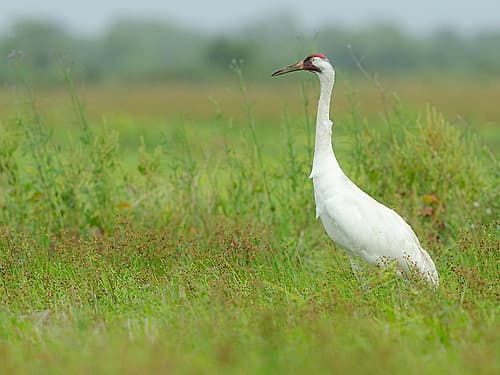 Whooping crane hunting for food, Texas coast. Art Print